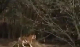 老虎吃人视频,老虎吞噬人类，现场视频曝光